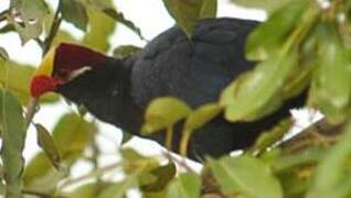 Violet Turaco