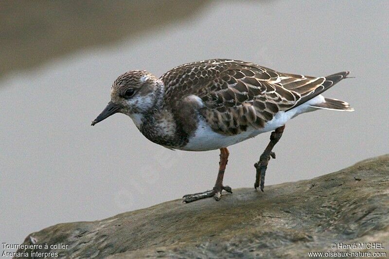 Tournepierre à collier, identification