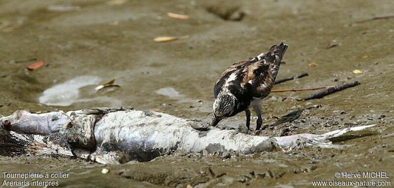 Ruddy Turnstone, feeding habits, Behaviour