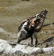 Ruddy Turnstone