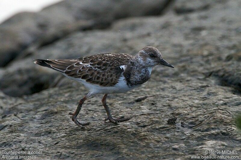 Tournepierre à collier, identification