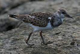 Ruddy Turnstone