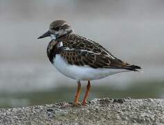 Ruddy Turnstone