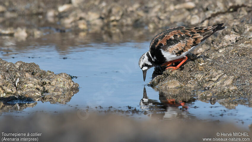 Ruddy Turnstoneadult breeding