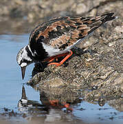 Ruddy Turnstone