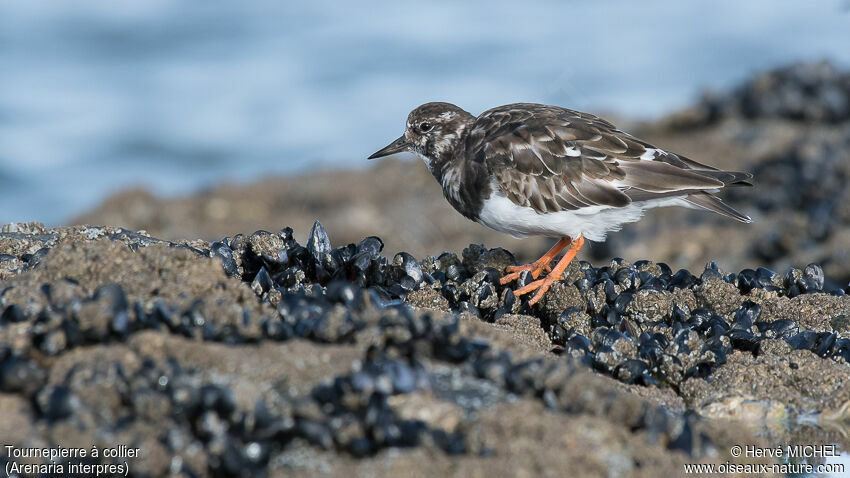 Ruddy Turnstone