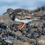 Ruddy Turnstone