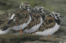 Ruddy Turnstone