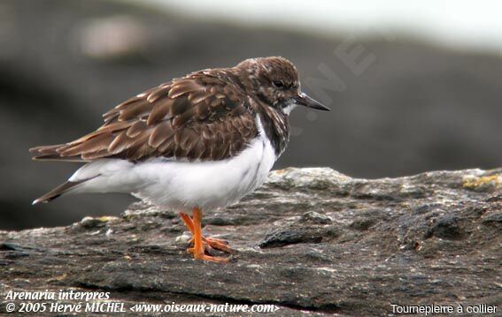 Ruddy Turnstone