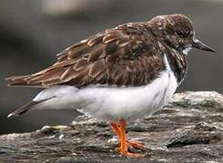 Ruddy Turnstone