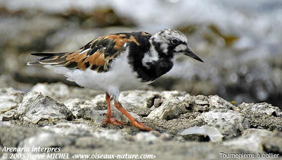 Ruddy Turnstone