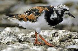 Ruddy Turnstone