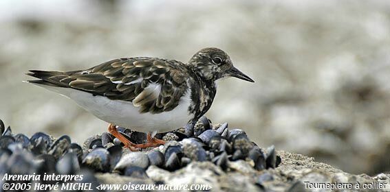 Ruddy Turnstone