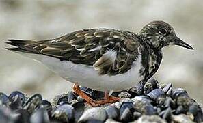 Ruddy Turnstone