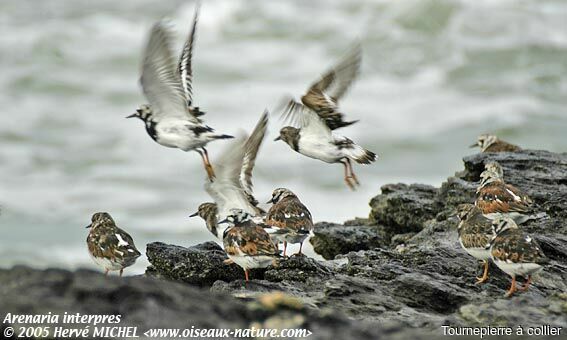 Ruddy Turnstone