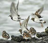 Ruddy Turnstone