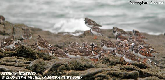 Ruddy Turnstone