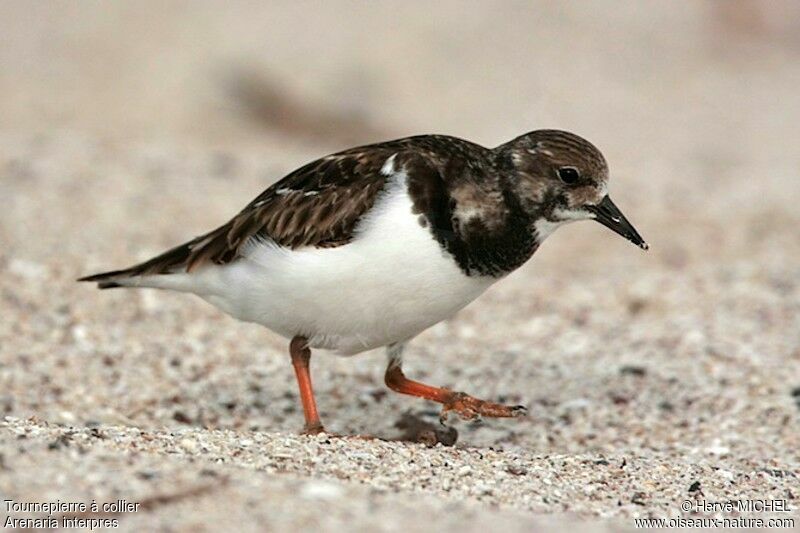 Tournepierre à collier, identification