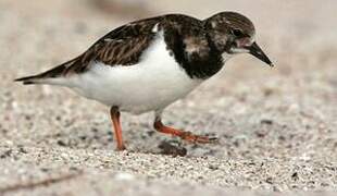 Ruddy Turnstone