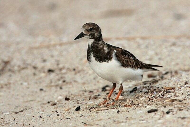 Ruddy Turnstone, identification