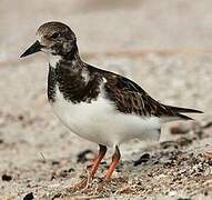 Ruddy Turnstone