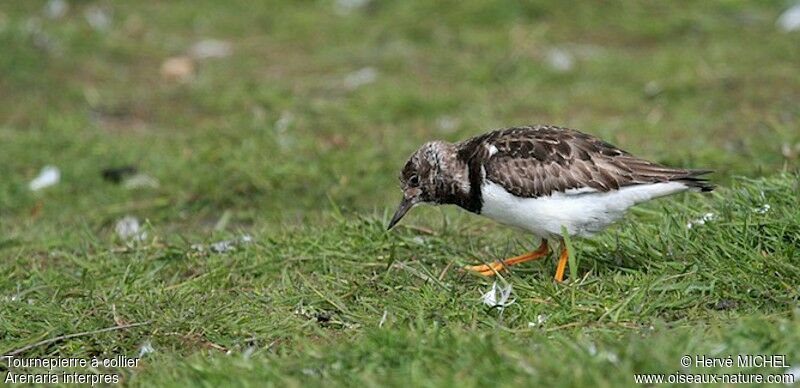 Tournepierre à collier, identification