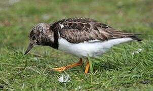 Ruddy Turnstone