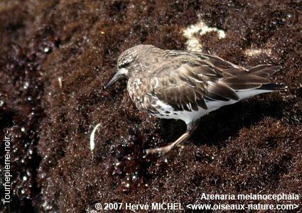 Black Turnstone