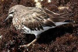 Black Turnstone