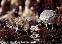 Black Turnstone