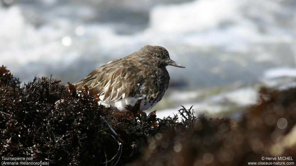 Black Turnstone