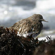 Black Turnstone