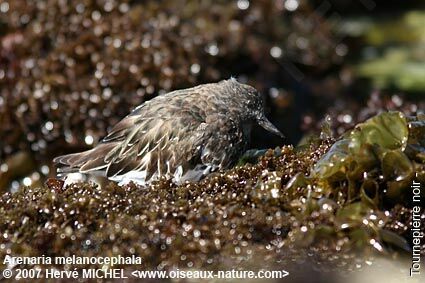 Black Turnstone