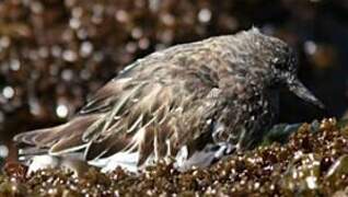 Black Turnstone