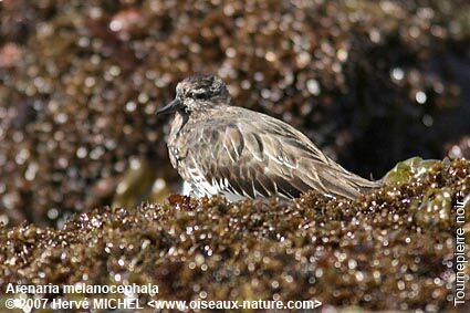 Black Turnstoneadult breeding