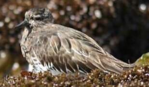 Black Turnstone