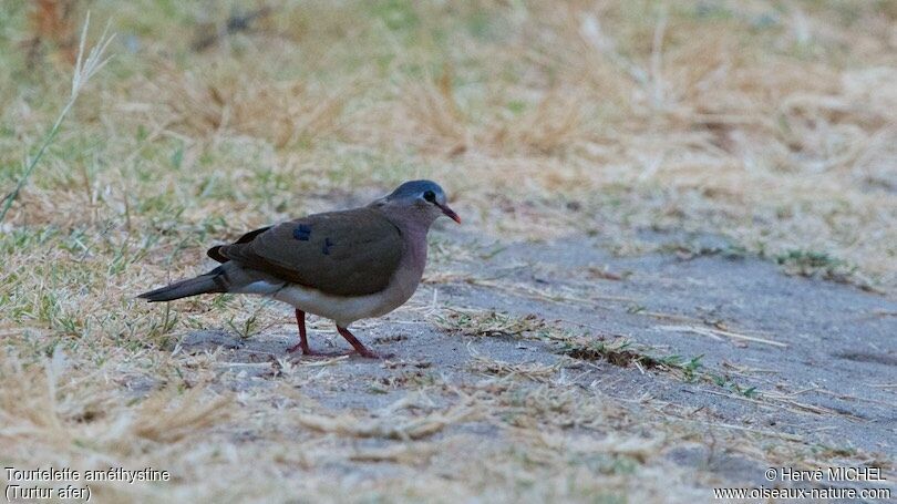 Blue-spotted Wood Dove