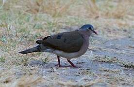 Blue-spotted Wood Dove