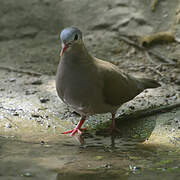 Blue-spotted Wood Dove