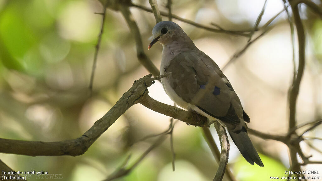 Blue-spotted Wood Dove