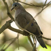 Blue-spotted Wood Dove