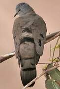 Black-billed Wood Dove