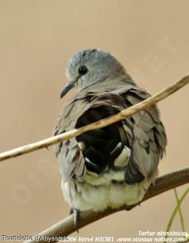 Black-billed Wood Dove