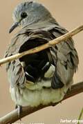 Black-billed Wood Dove