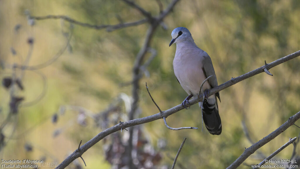 Black-billed Wood Dove