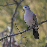 Black-billed Wood Dove