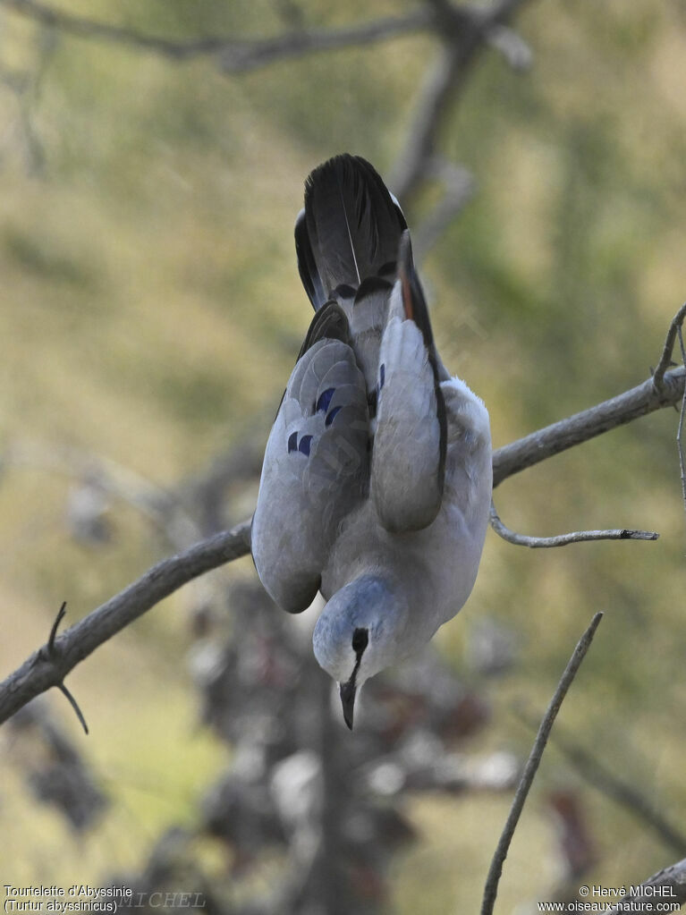 Black-billed Wood Dove