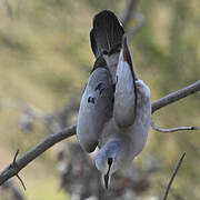 Black-billed Wood Dove