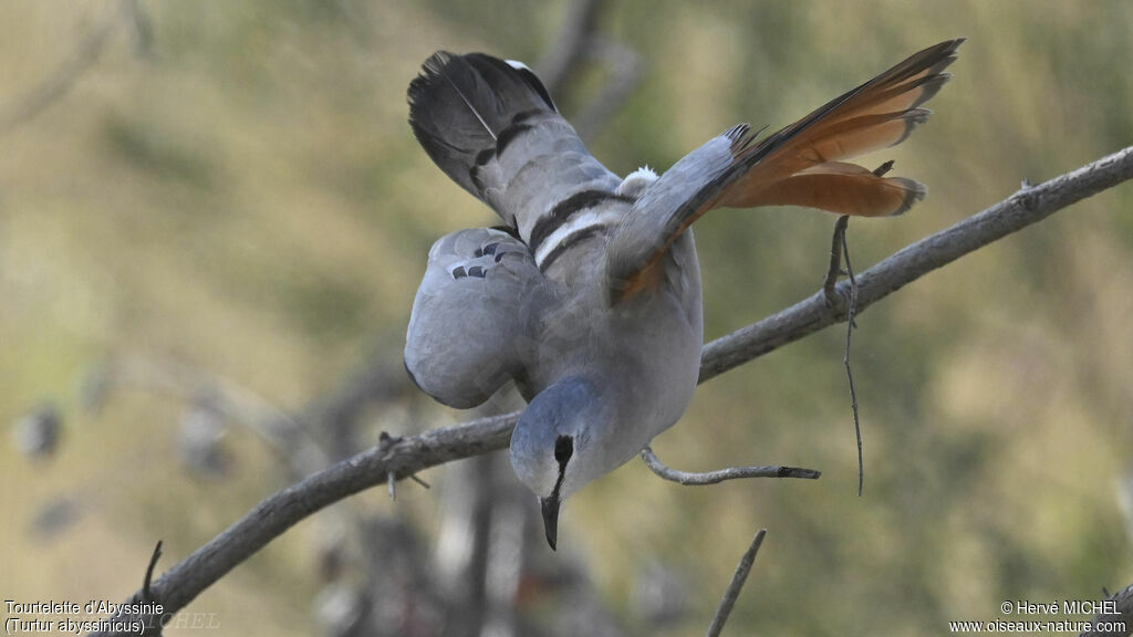 Black-billed Wood Dove