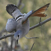 Black-billed Wood Dove